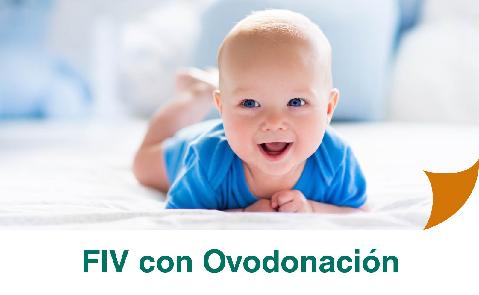 ovodonacion-caser